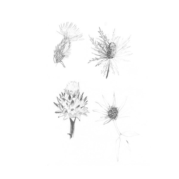 DISTELS | Distels - Vinyl