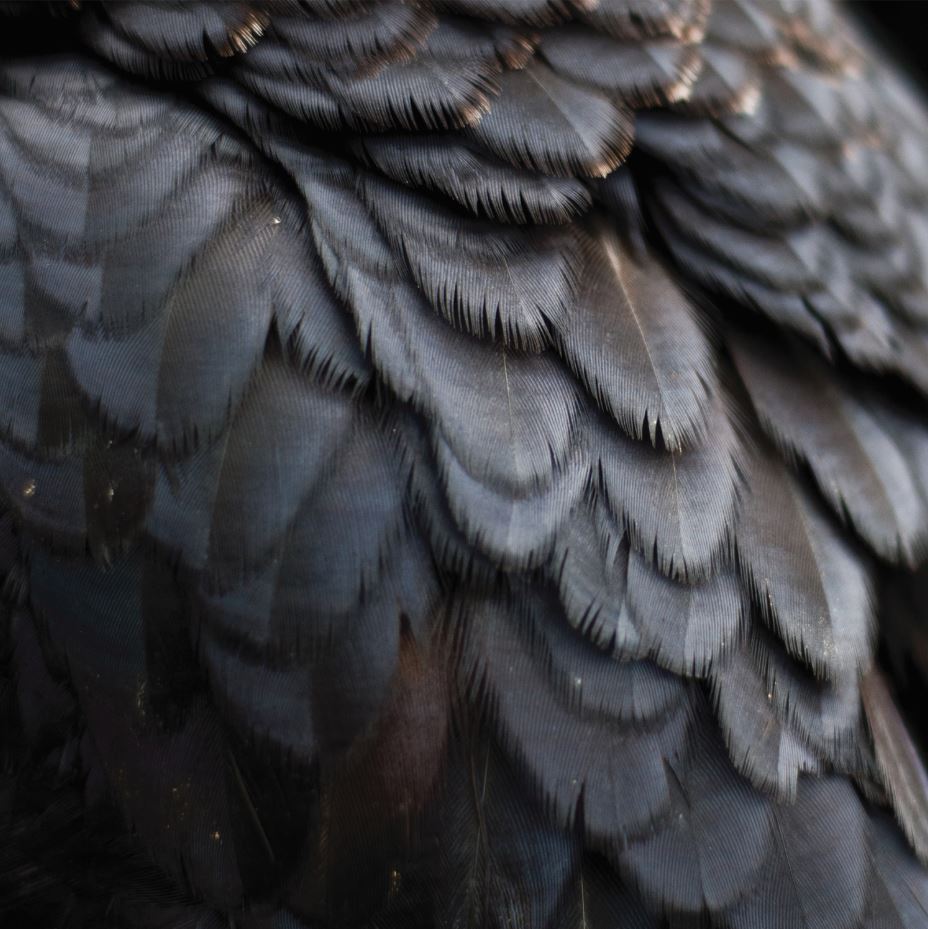 Ex People | Bird - CD