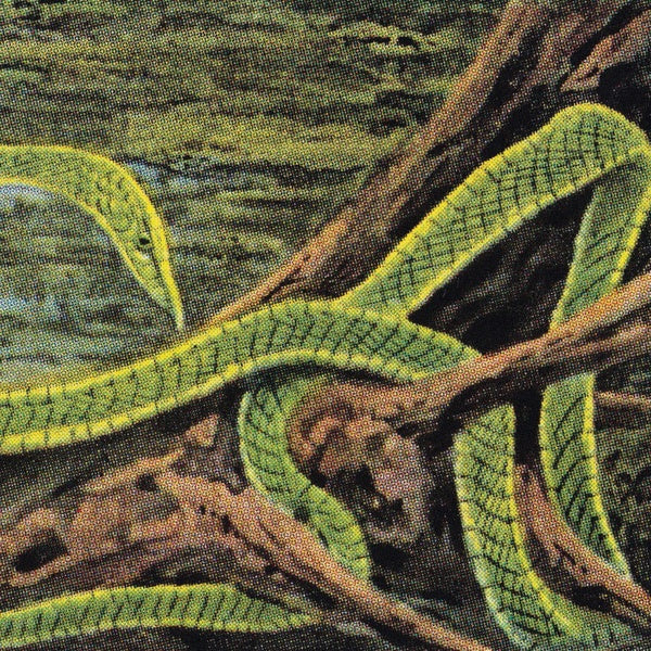 RAINFOREST SPIRITUAL ENSLAVEMENT | Green Graves - Vinyl