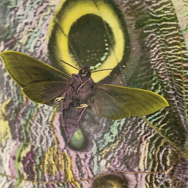 The Mothmen | Pay Attention! - CD