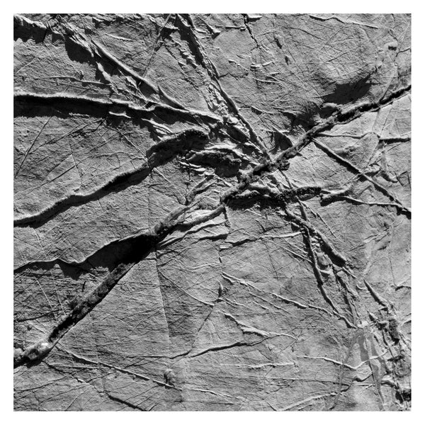 AGF & VARIOUS | Arachnesound - CD