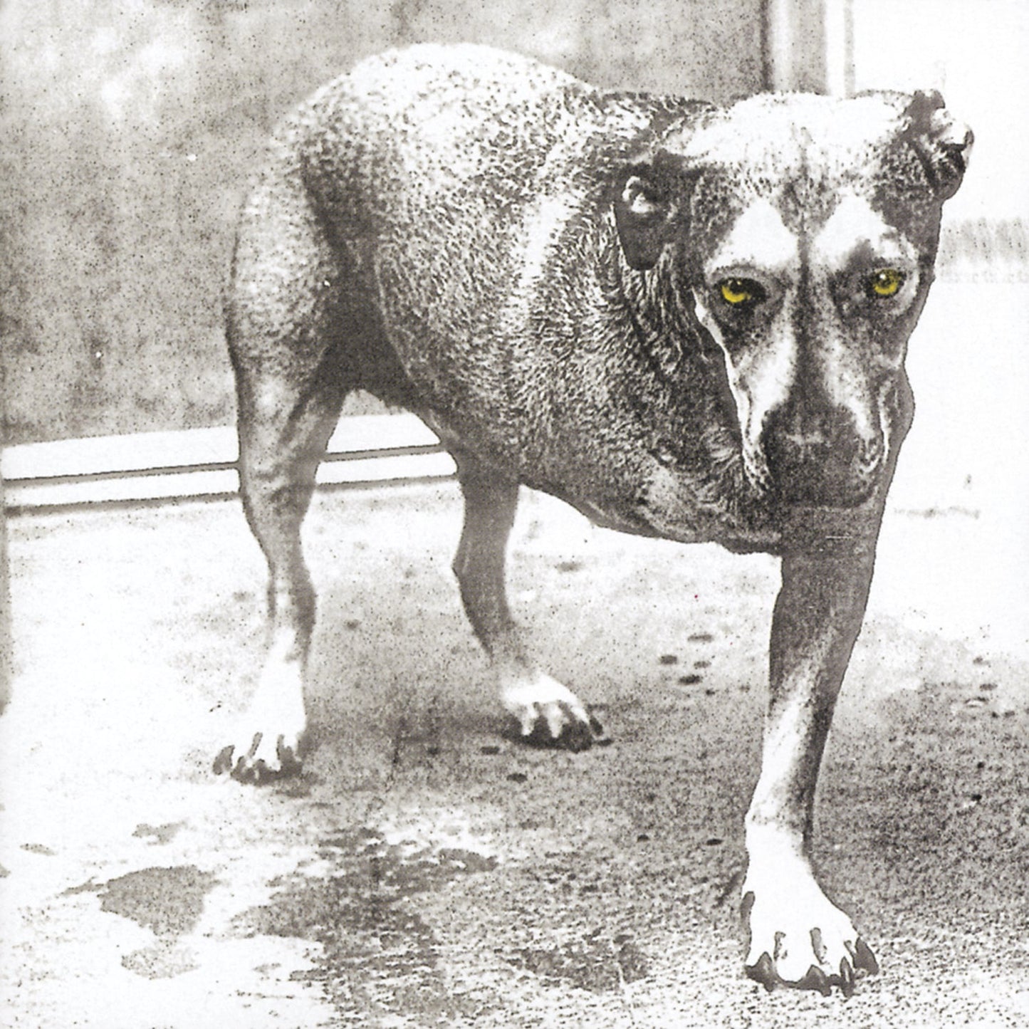 Alice In Chains | Alice In Chains (30th Anniversary Reissue) [Color Vinyl] [2LP] - Vinyl