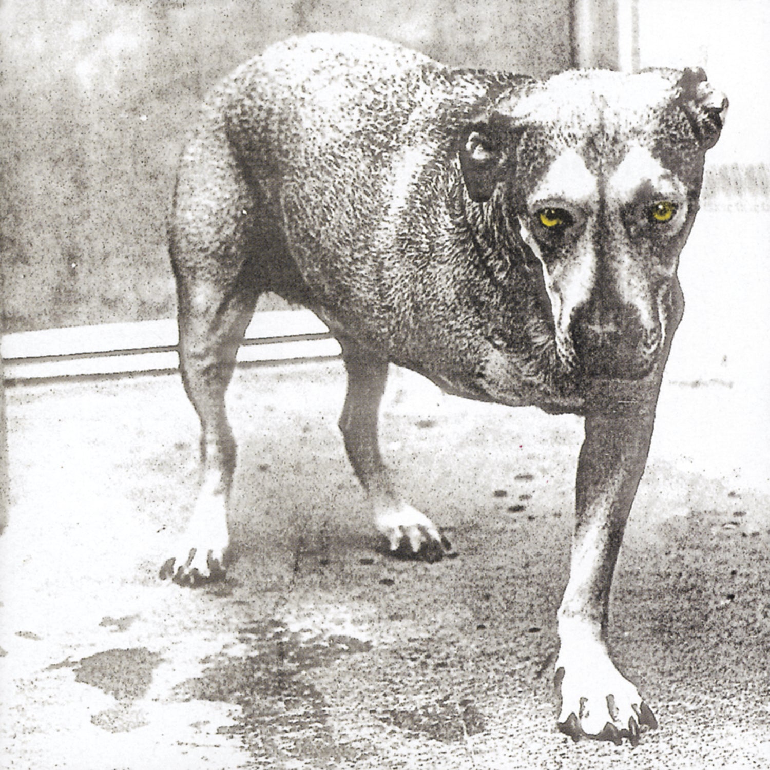 Alice In Chains | Alice In Chains (30th Anniversary Reissue) [Color Vinyl] [2LP] - Vinyl