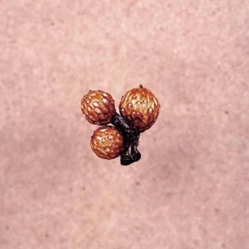 Big Sir | Und Die Scheibe Andert Sich Immer - CD