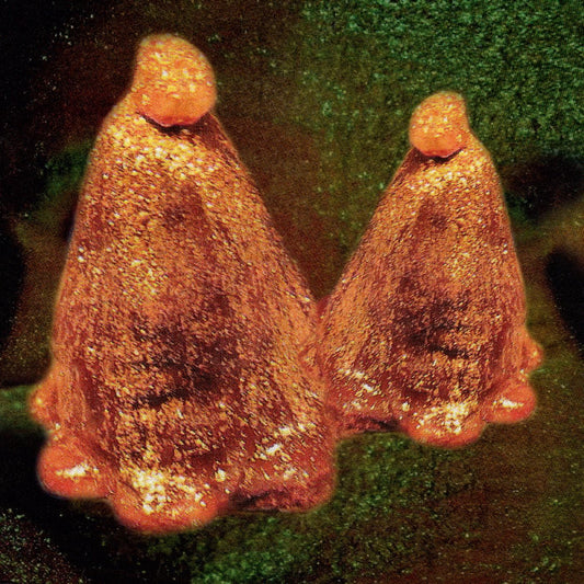 Black To Comm | Oocyte Oil & Stolen Androgens - Vinyl