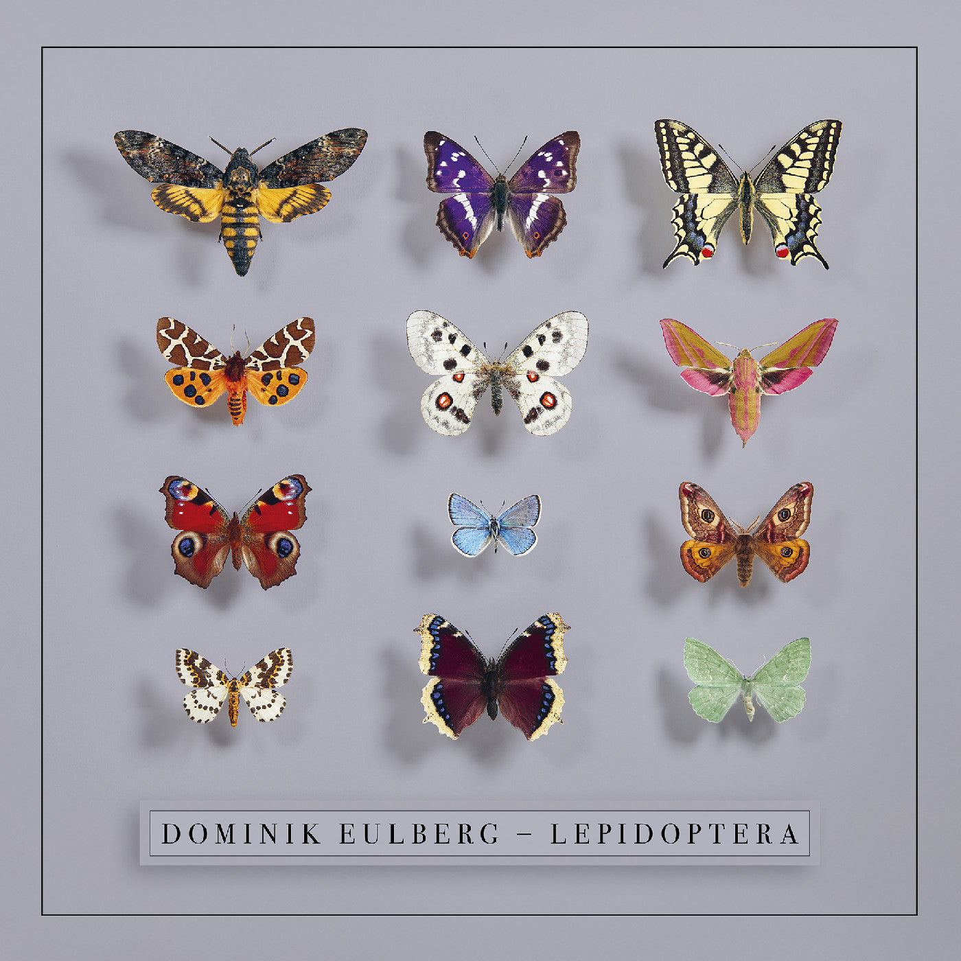Dominik Eulberg | Lepidoptera - CD