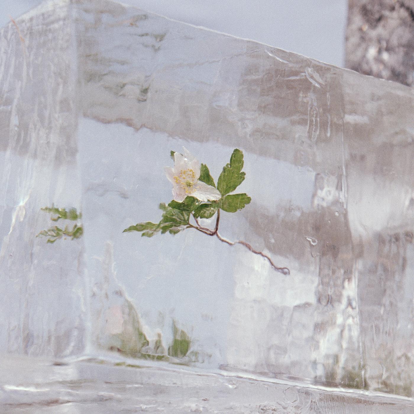 Efterklang | WINDFLOWERS - CD