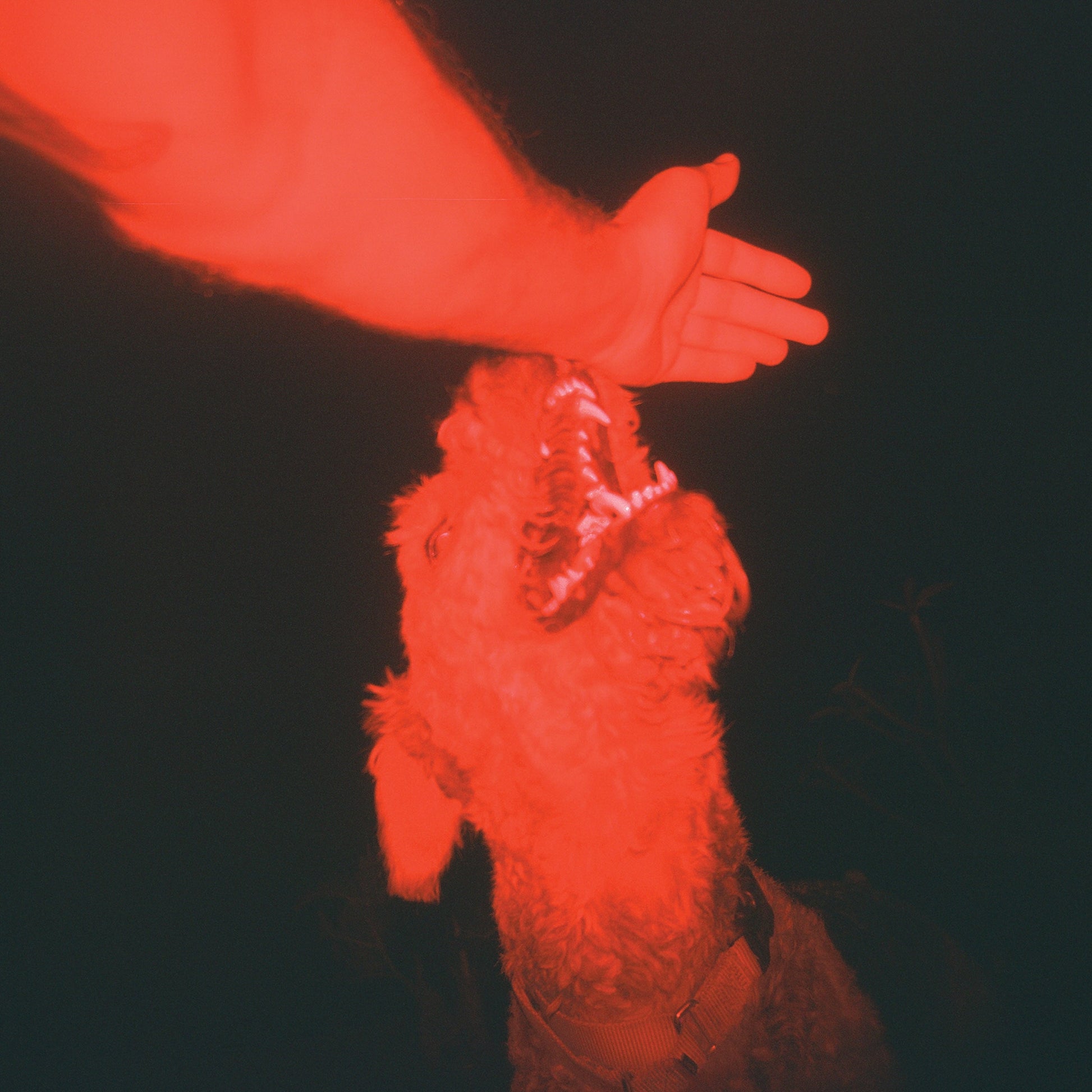 Eli Winter | A Trick Of The Light ("Optical Illusion" Transparent Red Vinyl) - Vinyl