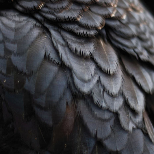 Ex People | Bird - CD