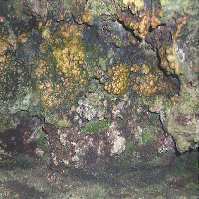 HIVE MIND | Elemental Disgrace - Vinyl