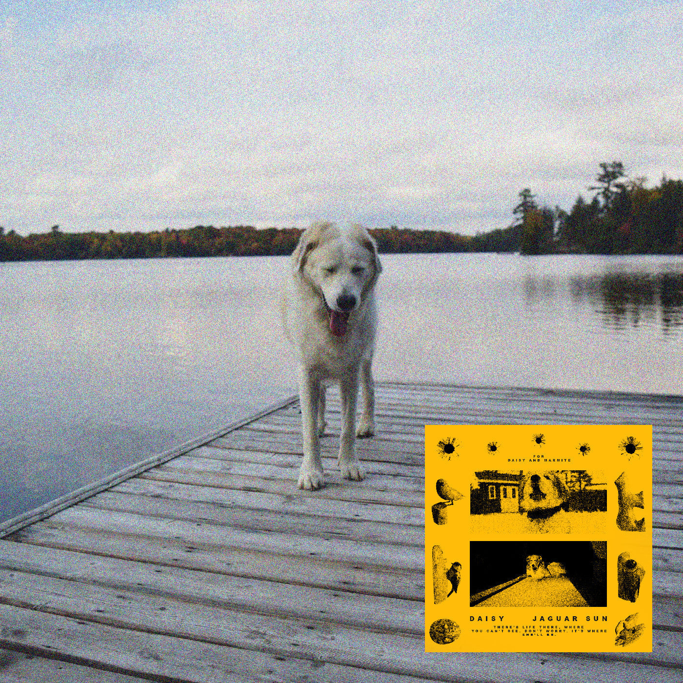 Jaguar Sun | Daisy (Black And Yellow Swirl Vinyl) - Vinyl