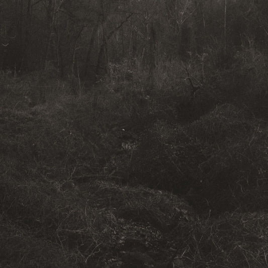 Lesley Mok | Transient - Vinyl