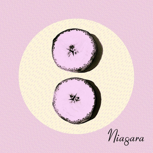 Niagara | Otto - CD