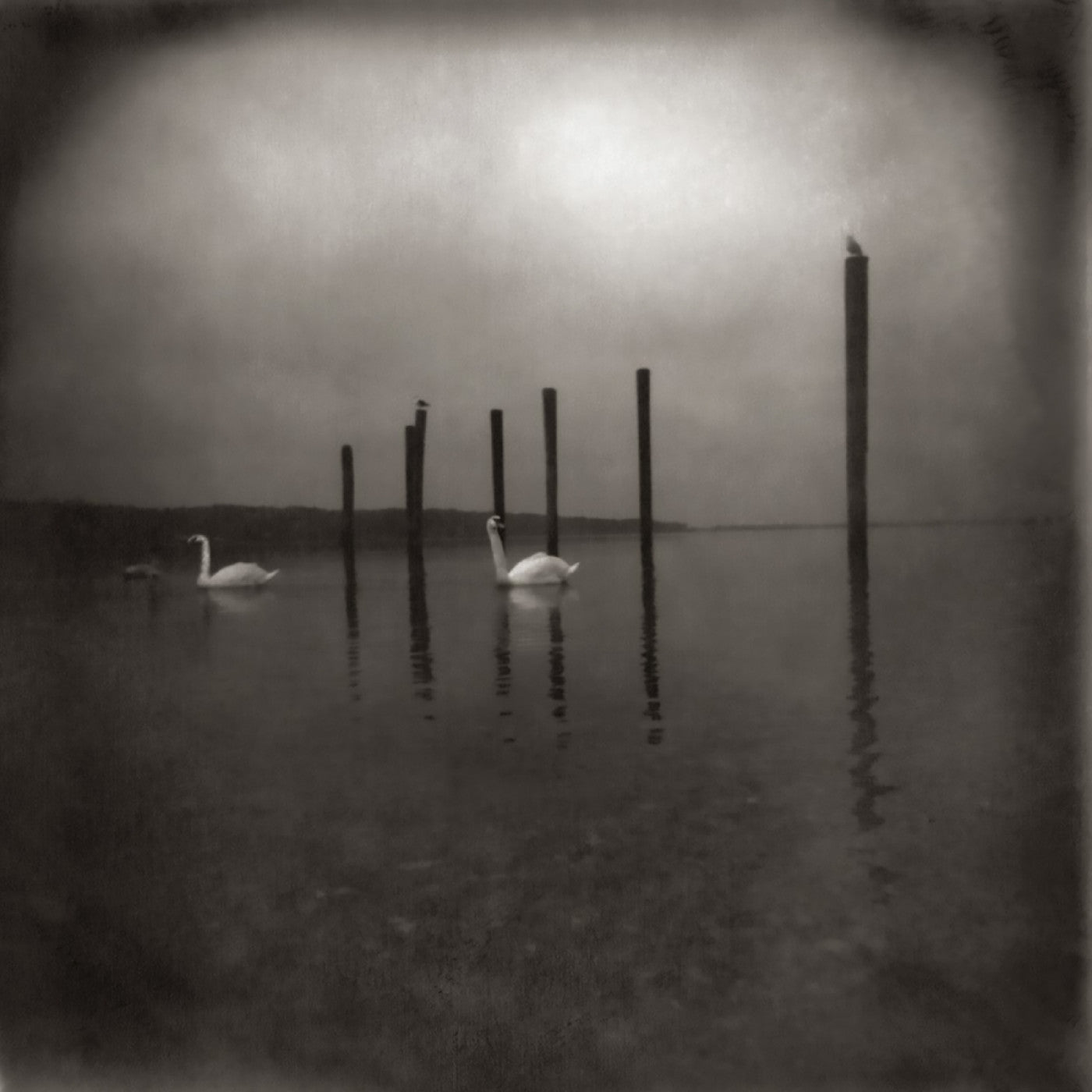 OM | Conference Of The Birds - Vinyl
