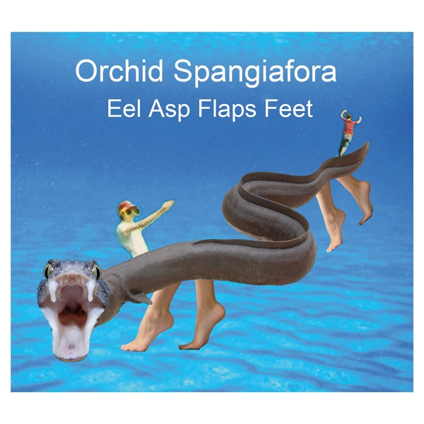ORCHID SPANGIAFORA | Eel Asp Flaps Feet - CD