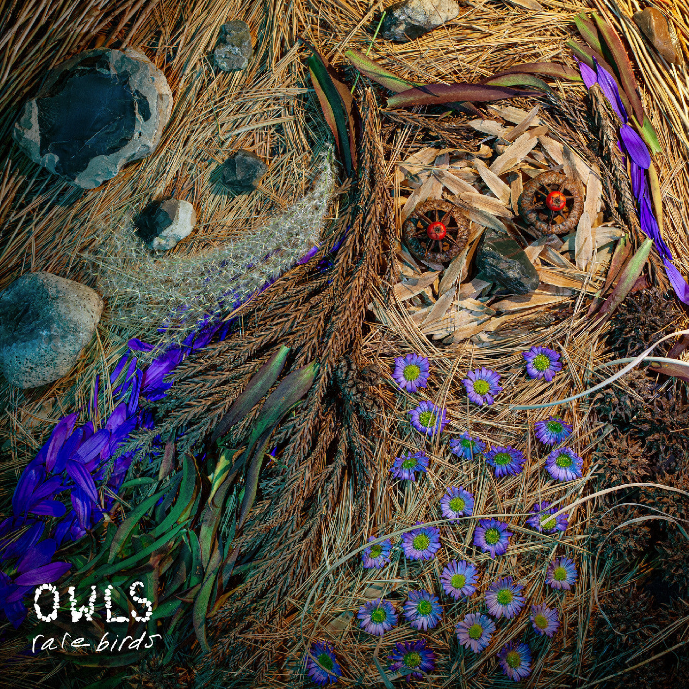 Owls | Rare Birds - Vinyl