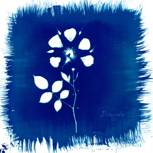 Painted Zeros | Floriography - CD