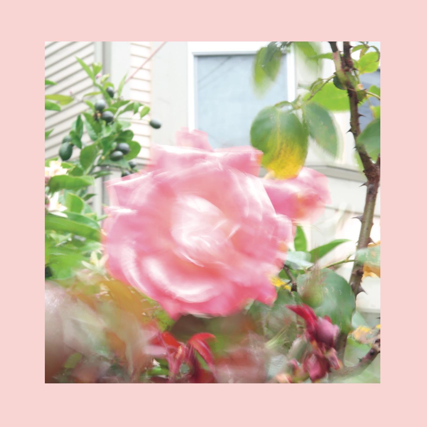 Pinks & Purples Reds | Summer At Land's End - CD