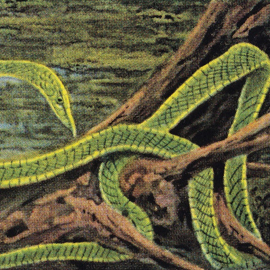 RAINFOREST SPIRITUAL ENSLAVEMENT | Green Graves - Vinyl