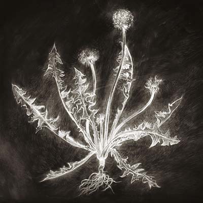 SCOTT TUMA | Dandelion - CD