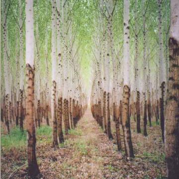 Talkdemonic | Beat Romantic - CD