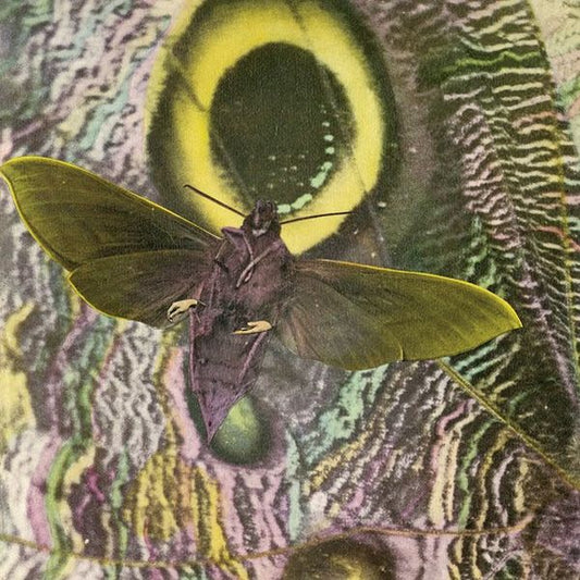 The Mothmen | Pay Attention! - CD