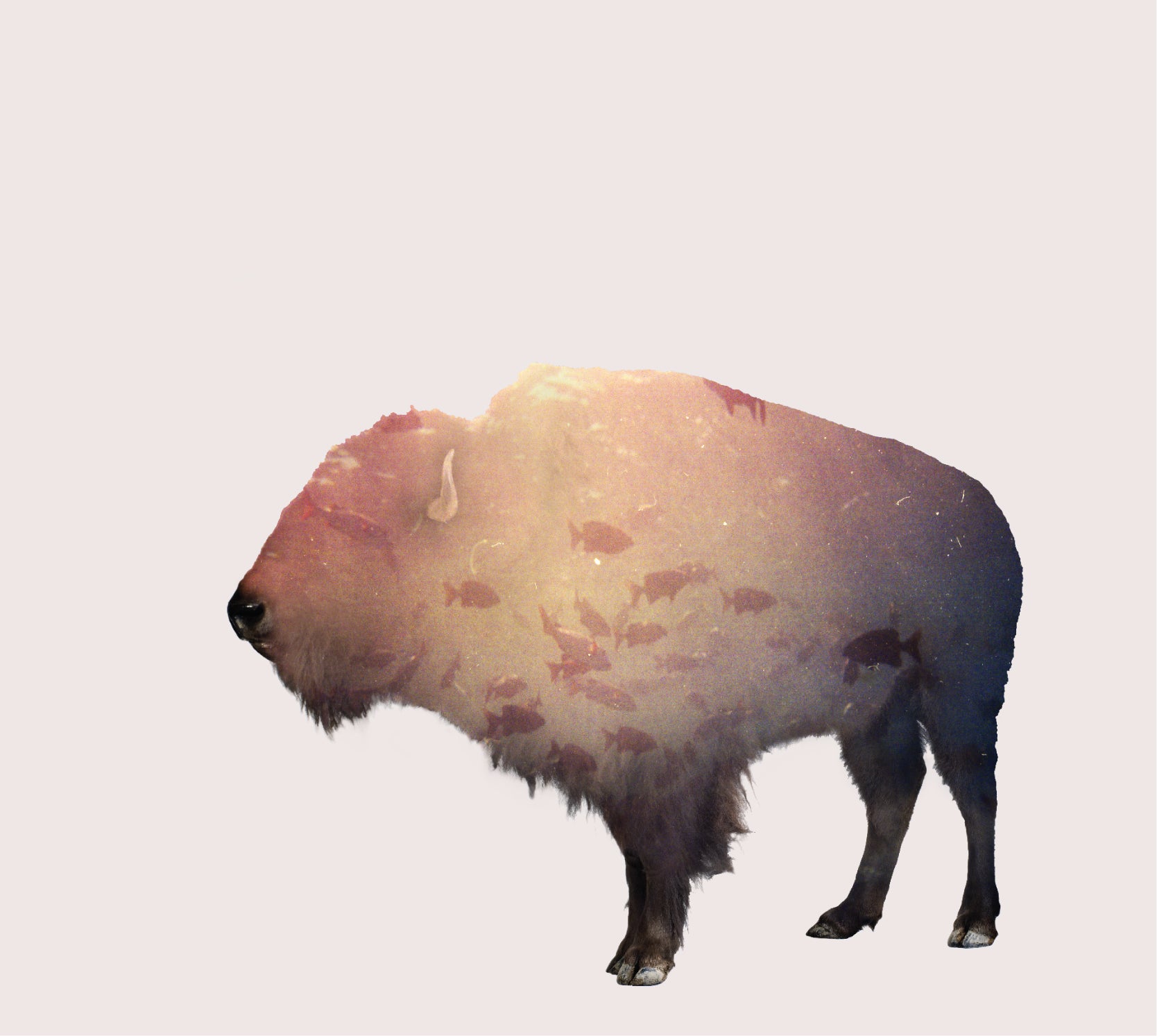 The Phoenix Foundation | Buffalo - CD