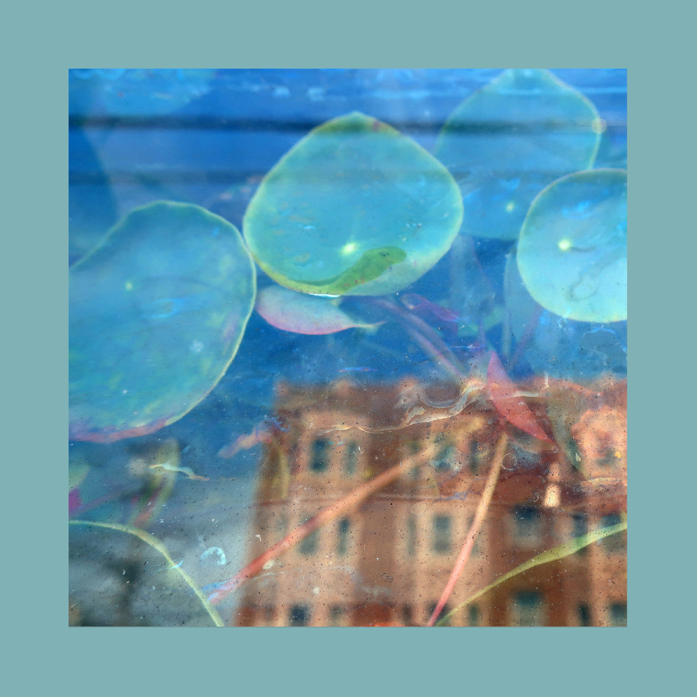 The Reds Pinks & Purples | Acknowledge Kindness - CD