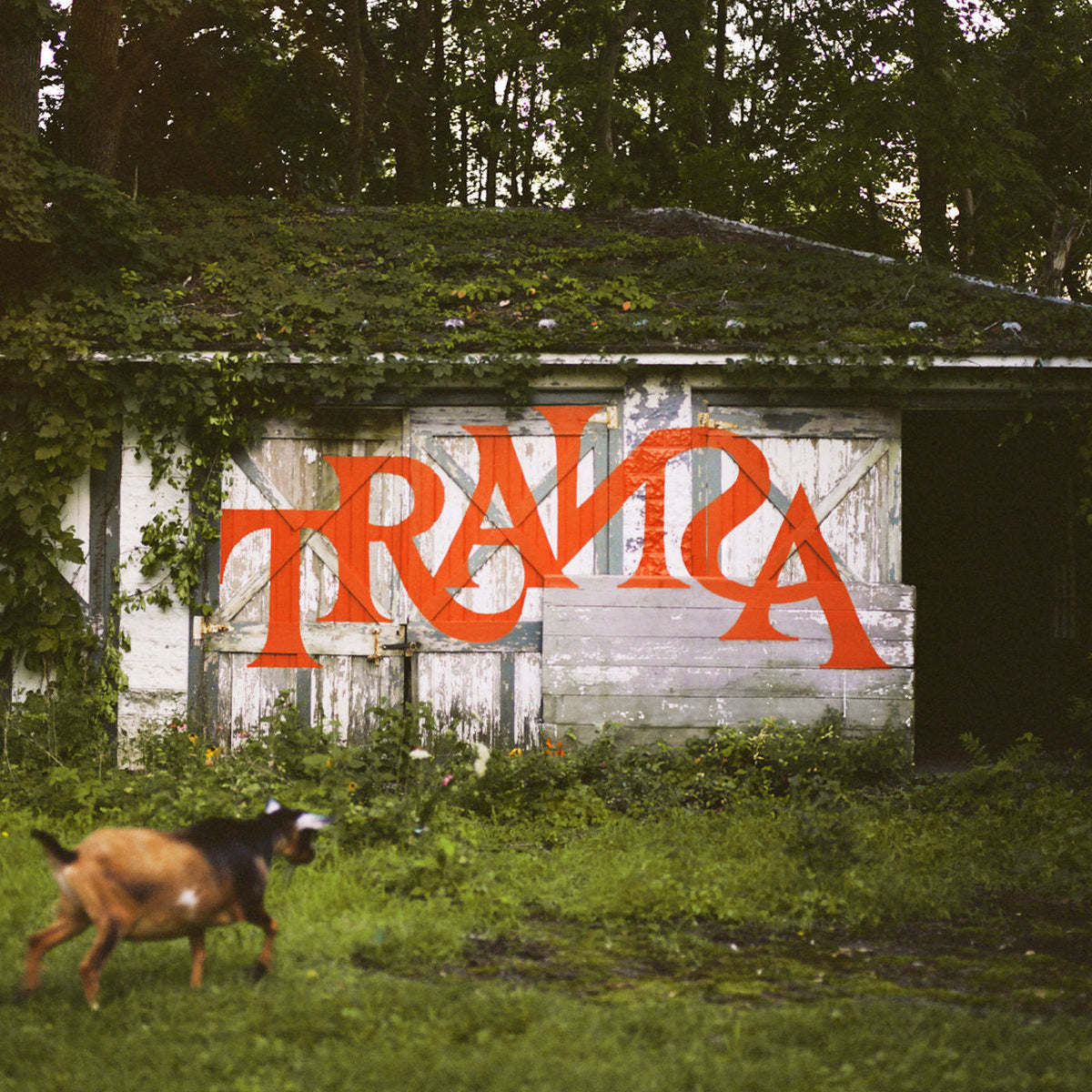 Various Artists | Transa (Deluxe Edition) - Vinyl