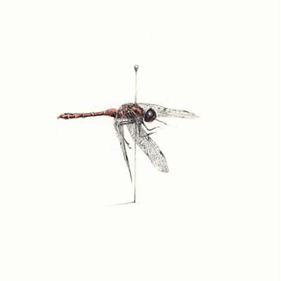 WARM WIDOW | Widower - CD