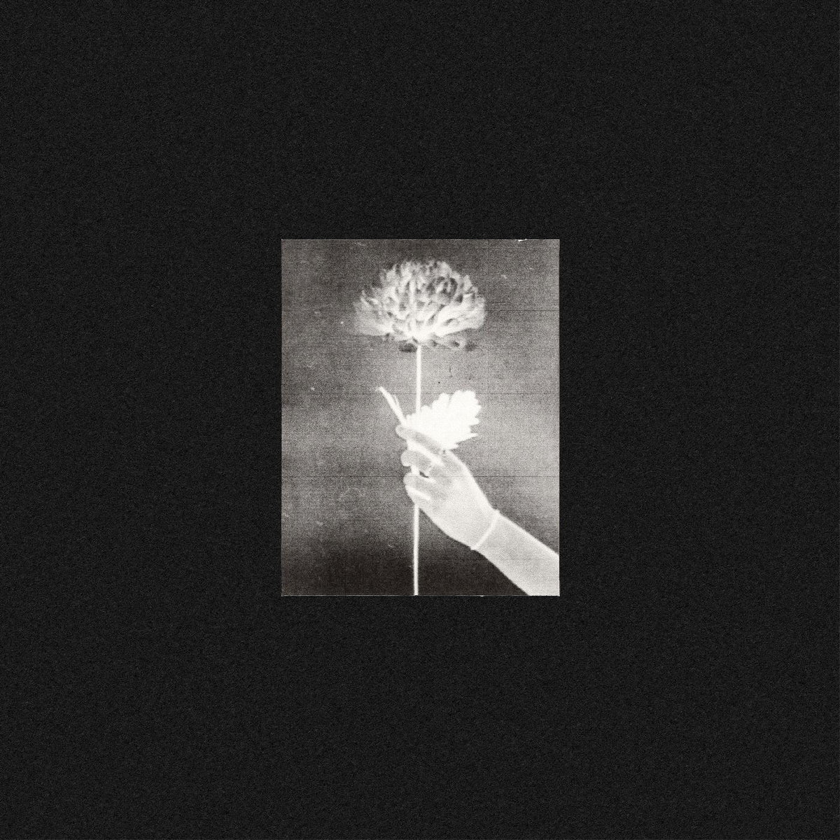 White Flowers | Day By Day (BLUE VINYL) - Vinyl