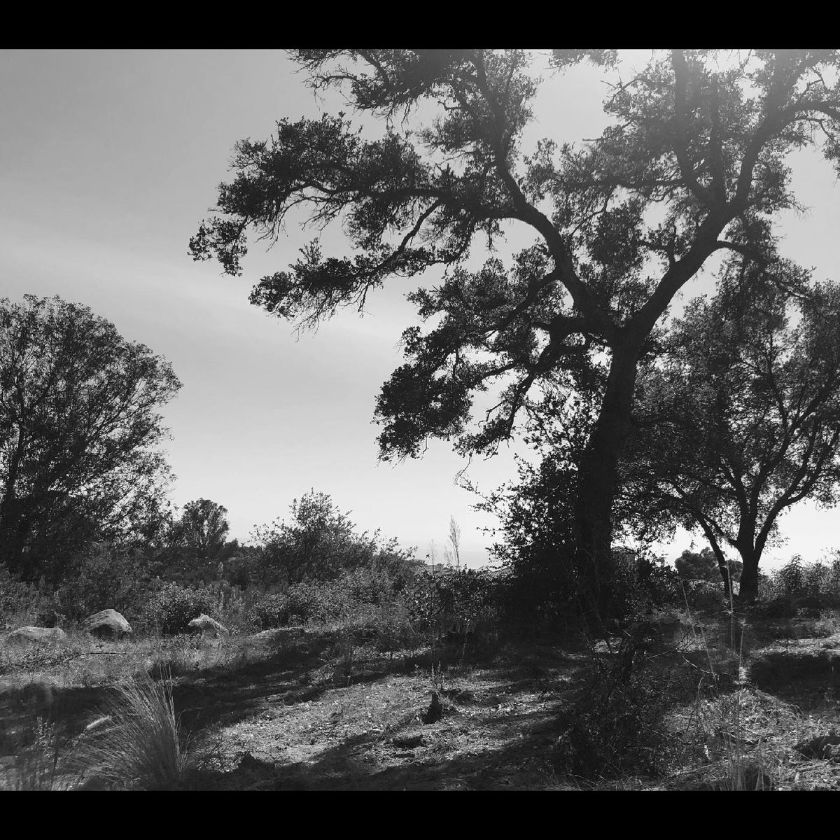 Zoh Amba | O, Sun - CD
